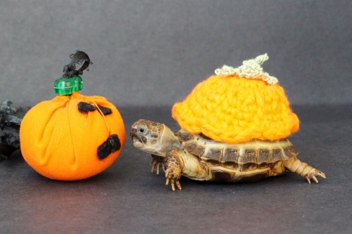 thewhimsyturtle:We don’t have time to carve a pumpkin this year, so Mommy gave me a little clo