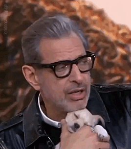 londoncallingsigh:  Jeff Goldblum with sleeping pupper (The Video)