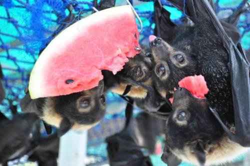 grimreaperblog: catsbeaversandducks: OM NOM NOM NOM NOM: It’s Watermelon Time! Photos by ©