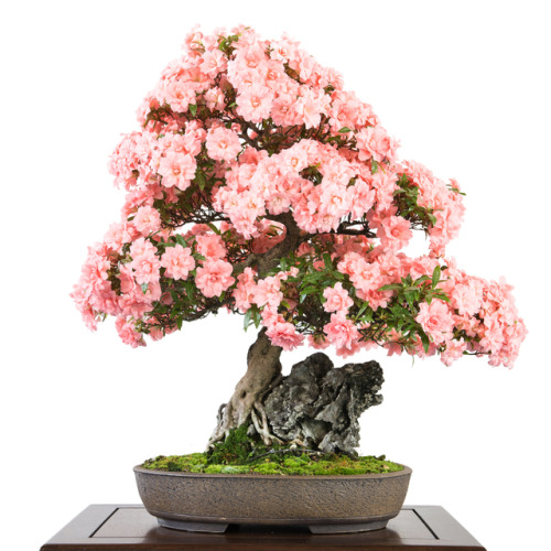 fujiwara57:  Bonsai 盆栽. 