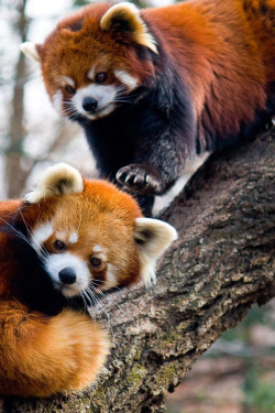 wonderous-world:  Red Pandas by Garrett Ziegler 