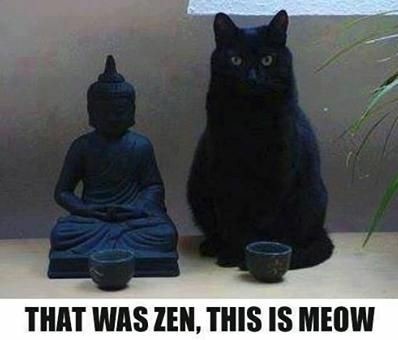 willwork4theatre: vinotintocafefuerte:  Too punny not to post 🤗  Purrfect pun