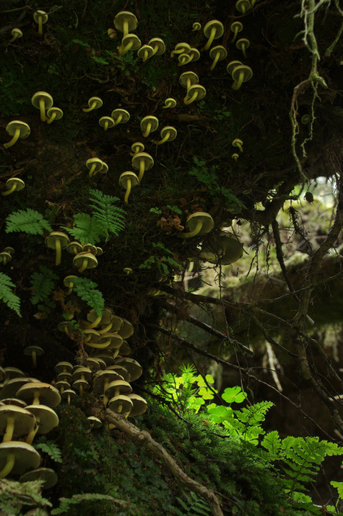 wild-e-eep: Sulphur tufts on the roots of a fallen tree.