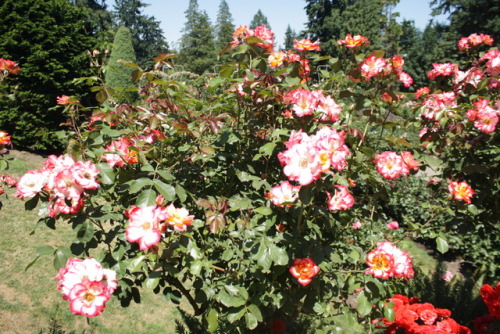 I’ve been meaning to go to the Rose Test Garden some time this summer, and finally did yesterday.