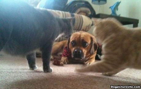 Dogs Who Have a Strong And Irrational Fear of Cats (PHOTOS)