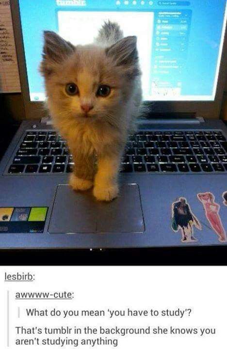 Porn Pics itsstuckyinmyhead:  Cats and Tumblr