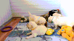 petcornerblog:  Golden Retriever puppies. Endless cuteness! [video] 