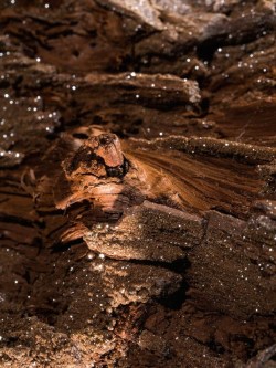 bijoux-et-mineraux:  Petrified Wood covered with Druzy Quartz (Eocene, 56 - 33.9 million years old)    From a recently discovered locality in Eastern Germany, this unique  petrified wood is replete with sparkling druzy quartz crystalline  structures,