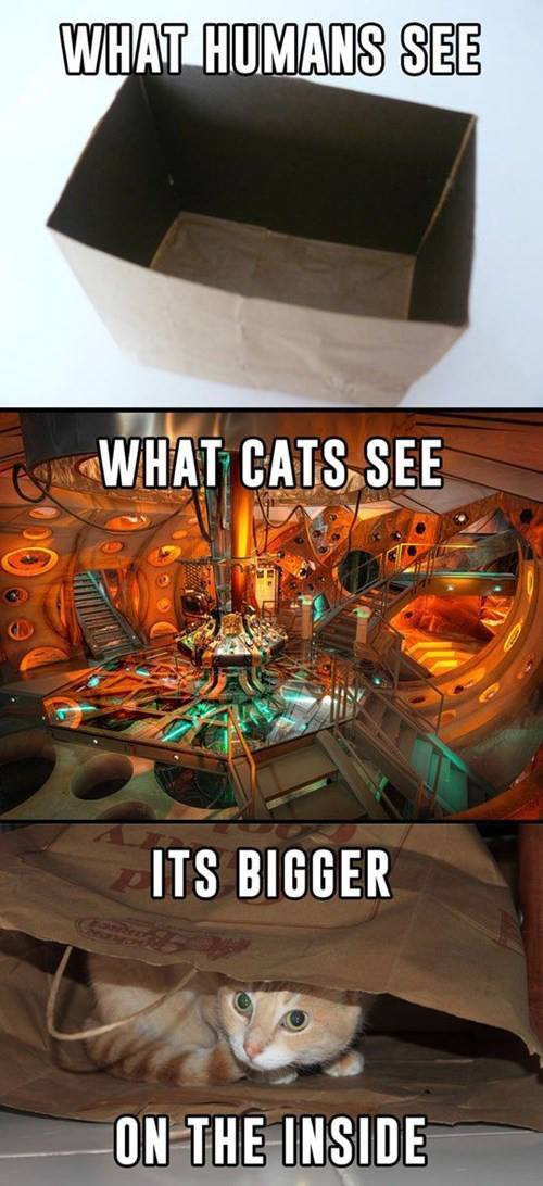 saltlakecomiccon:Cats know what’s up. http://bit.ly/1y6QyxW  hahahahahahahahaha