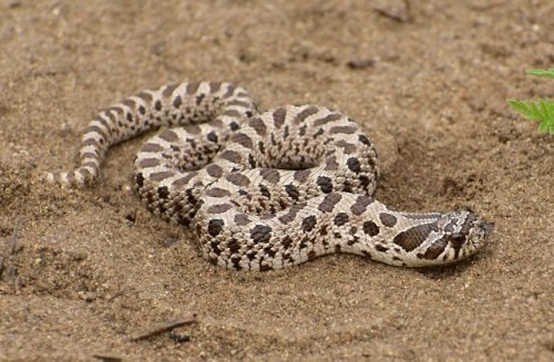 Western Hognose Snakes (Heterodon nasicus) are small burrowing serpents found in North America. They