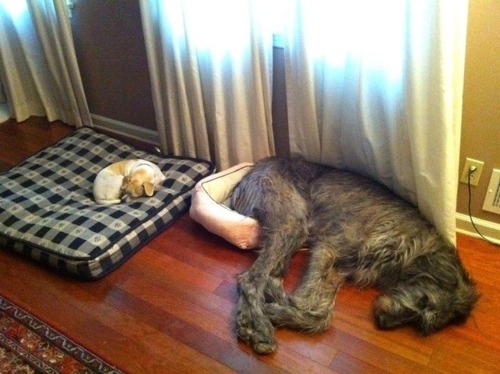 Porn escapedosmil:thecutestofthecute:  Irish Wolfhounds photos