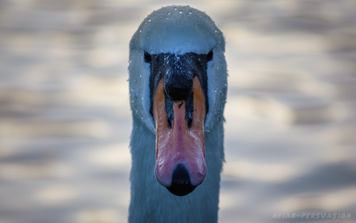 avian-persuasion:Mute Swan (Cygnus olor) – Leazes Park, Newcastle upon Tyne