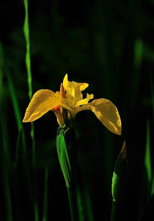 Yellow Iris.A Bog In Sherratt’s Rough Woods. Cheshire, England   June 2015Nikon D300 17-55 f2.8G   S