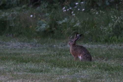 I had the pleasure of meeting a couple of hares on my late night walk. 
