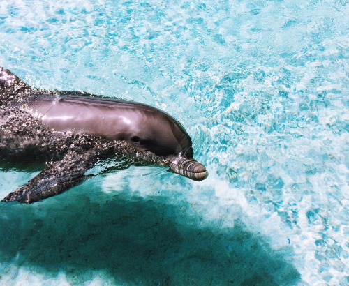 christian-harvey:  Bahamian soul part 2