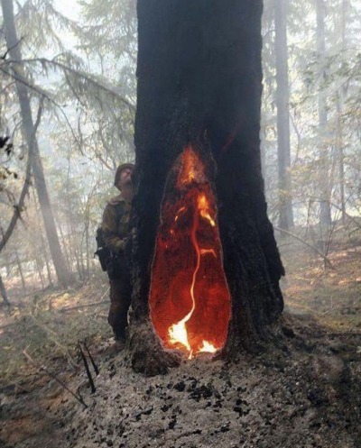 zegalba:Trees which have been struck by lightning