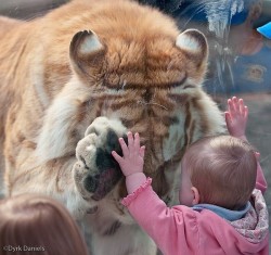 heartlesshippie:  lickystickypickyme: They adore eachother.Thank god for that glass.He might be hungry…  I found this to be really cute