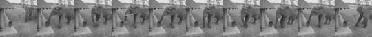 Porn Pics An elephant caught on cctv picking up litter.