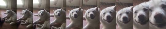 babyanimalgifs:THIS DOGS FACE MAKES ME HAPPY adult photos