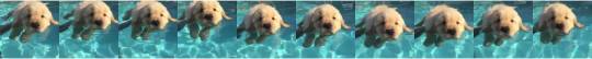babyanimalgifs:  This is so cute