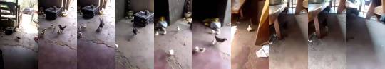 Pollito de pelea.