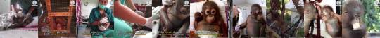  Budi fue maltratado por una familia que lo mantuvo encerrado en una jaula desde su nacimiento. Por fortuna International Animal Rescue  trasladó a este hermoso orangután a su santuario  