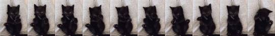 justcatposts:  Kitten discovering that he has feet (via)