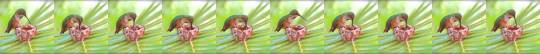 Sex blondebrainpower:  Hummingbird feeding chicks pictures