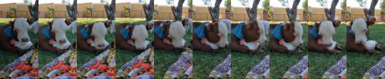babyanimalgifs:“That’s his chicken&quot; (via)