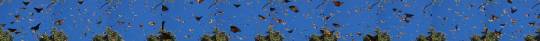 debelice:     Butterfly