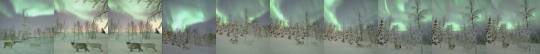 renamonkalou:Observing the reindeer under the aurora |    Aurora Borealis Observatory