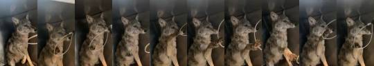copperbadge:catsbeaversandducks:“I politely decline.”- Mange Coyote “This