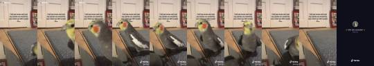 tiktoks-repost: