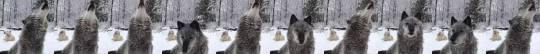 wolveswolves:  Winter wolf howls by Wolf Conservation Center