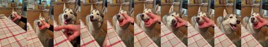 somecutething:Blah blah blah blah blah (via Ikerlife_The_Siberian) 