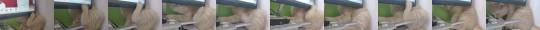alligaiter:catasters: 