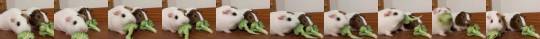 aspiringwarriorlibrarian:mamesmimosmums:Audio: Two guinea pigs munching away on broccoli. One of them picks up its broccoli and bonks the other on the head with it, with a cartoon sound effect