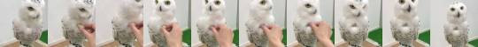 sixpenceee:   How insanely fluffy a Snowy Owl is | source                                 Why isn’t it helps free?￼