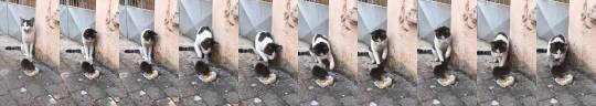 catasters: