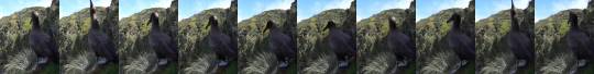 birds-and-friends:  Ever wondered what a Sooty albatross sounds like? Gough Island
