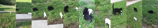 everythingfox:Puppy makes a new friend(via)