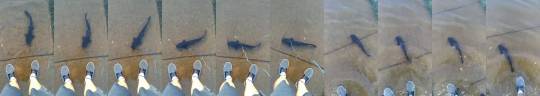 brokenandbruised:sofckngrim:sixpenceee:Taking a catfish for a walk during a flood | sourceLook, it’s NashvilleI’m so confused