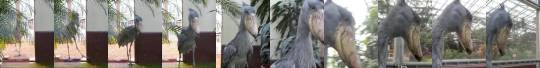 someo1ne:That’s the sound of a shoebill stork performing it’s mating call!