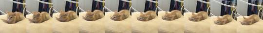 justcatposts:Kitten sinking into a memory foam pillow (Source)