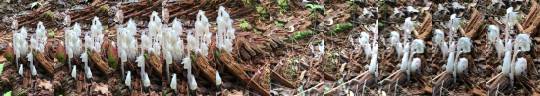 Porn Pics canorouscepaea:INCREDIBLE GHOST PIPES!!!!