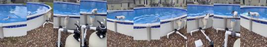 everythingfox:  Doggy having fun at the pool(via)   He’s having so much fun 🥰