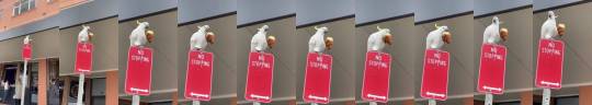 everythingfox:  A parrot eating a croissant while standing on the top of the sign.(via)