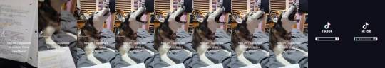 heathyr:tiktoksthataregood-ish:if i had a husky i would scream with them. this could be us