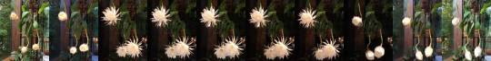 Porn Pics blondebrainpower:Epiphyllum oxypetalum flower