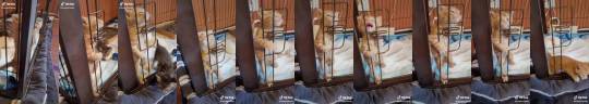 titles-for-tangents:xxtc-96xx:thenatsdorf:  Oh no. (via)   Bless orange cats  That long, plaintive meow.